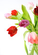 Tulips on white