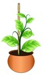 Pot Plant Growing Vine