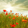Red poppy