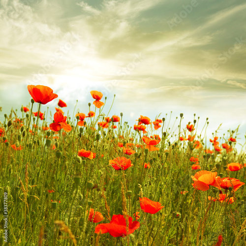 Photo: Red poppy Red poppy