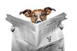 dog reading a newspaper  and  winking