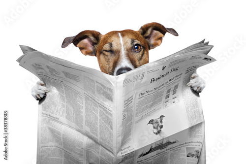 Photo: dog reading a newspaper and winking dog reading a newspaper and winking