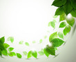 branch with fresh green leaves