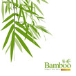 Bamboo isolated greeting card vector illustration