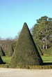 arbuste taillé en cône, jardin à la française détail arbuste taillé en cône, jardin à la française détail