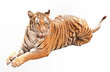 Asia tiger