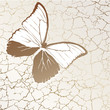 Craquelure pattern with butterfly