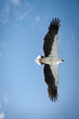 Aigle de Mer