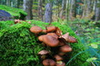 champignons, bousculade