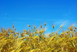 wheat