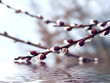 Willow twig over water reflection.