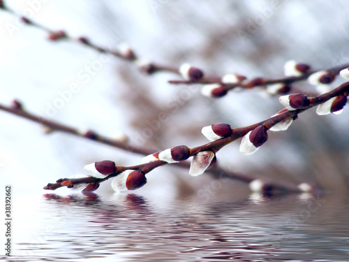 Photo: Willow twig over water reflection. Willow twig over water reflection.
