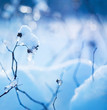 Winter art design. Snow