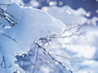 Winter art design. Snow
