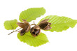 Beech nuts and leaves on white background Beech nuts and leaves on white background