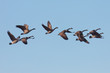 Canada Geese in Flight