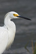 Snowy Egret Snowy Egret