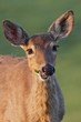 White-tailed Deer Chewing White-tailed Deer Chewing