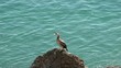 CORMORAN EN LA COSTA MEDITERRANEA