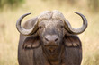 Photo: Buffalo, Amboseli National Park Buffalo, Amboseli National Park