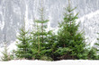 winter scenery