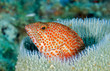 Photo: Graysby hovers inside a Barrel Sponge Graysby hovers inside a Barrel Sponge