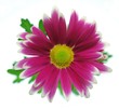 canvas print picture - chrysanthemum