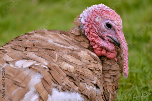 Photo: Portrait of female turkey viewed of profile Portrait of female turkey viewed of profile