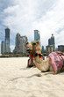 Photo: Camel. Camel.