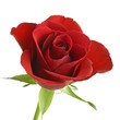 Rose 3