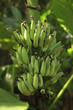 Green banana on a tree Green banana on a tree