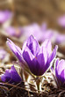 Purple snowdrops and ant