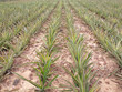 Pineapple field Pineapple field