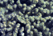 finger coral polyps finger coral polyps