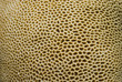 Goniastrea coral surface Goniastrea coral surface