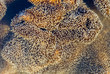 leather coral polys leather coral polys