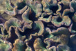 soft leather corals soft leather corals