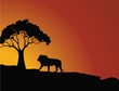 lion in the savanna