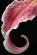 Stargazer Lily Petal