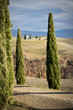 Church between pines, Tuscany (Italy).