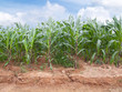 Corn farm Corn farm