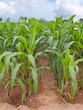 Corn farm Corn farm