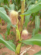 Corn Corn