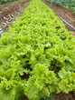 Lettuce field. Lettuce field.