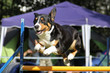 Agility - Entlebucher Sennenhund über Hürde