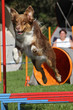 Agility - Border Collie über Weitsprung