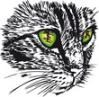 Sketch of curious little cat looking at something on the ground.