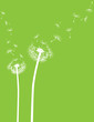 Pusteblume Löwenzahn