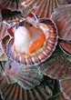 Coquille Saint-Jacques, coquillage, fruits de mer, frais