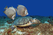 Photo: Pair of Gray Angelfish and Hawksbill Turtle - Cozumel, Mexico Pair of Gray Angelfish and Hawksbill Turtle - Cozumel, Mexico
